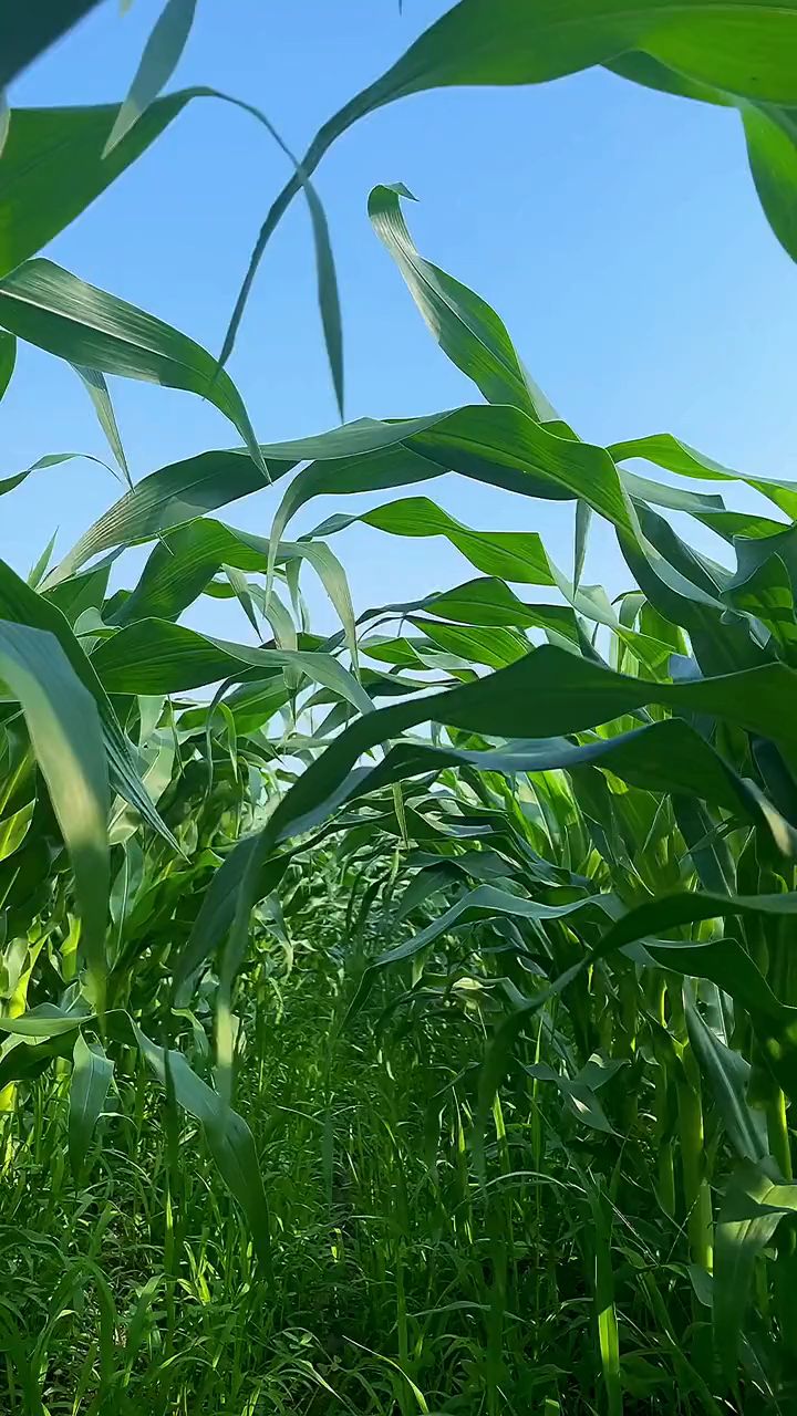 绿油油的农作物叫什么呢?