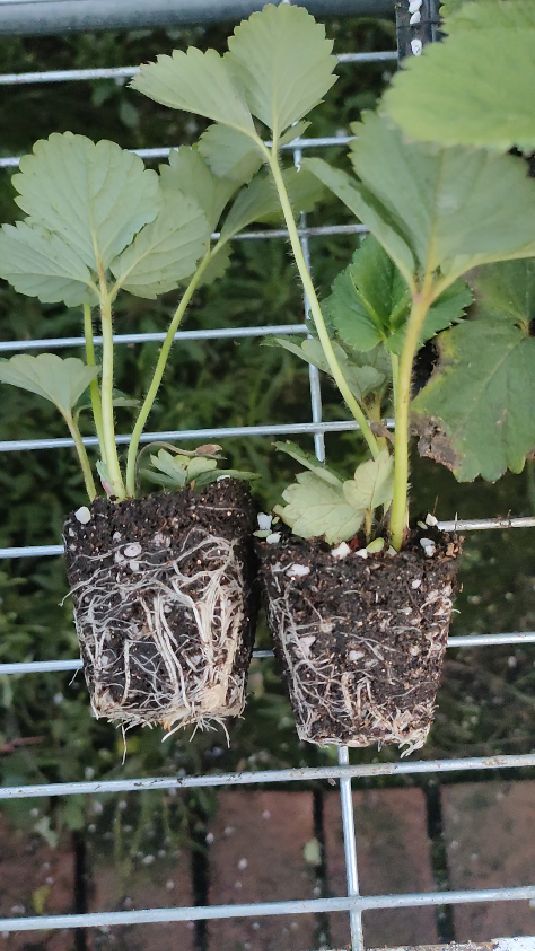 根系雪白的天使八号草莓苗种苗装箱