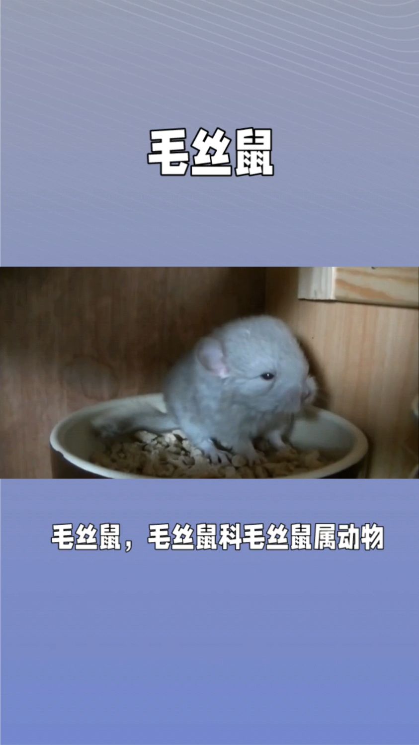 毛丝鼠——龙猫