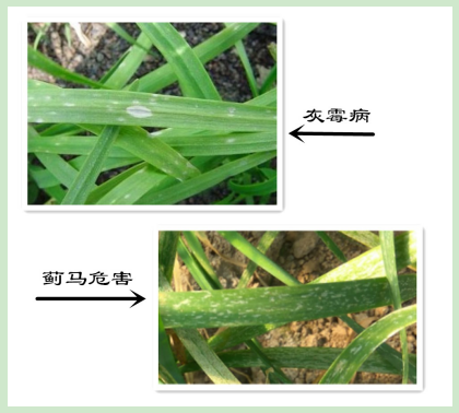 岛本酵素之农友百问百答——我的韭菜这样还能割了吃吗?