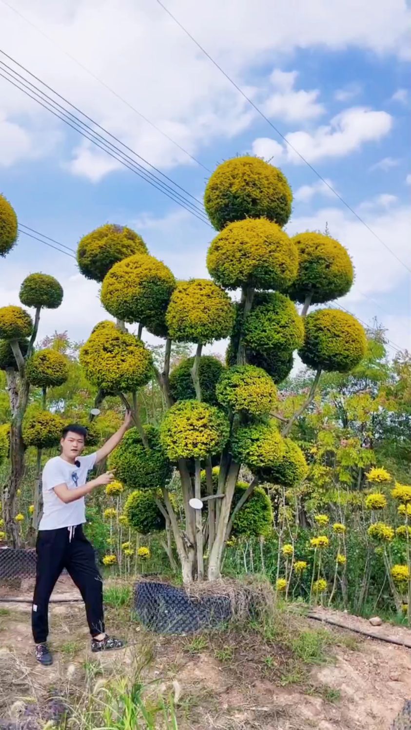 亮晶女贞造型树四季不落叶适合庭院别墅农家小院栽植-度小视