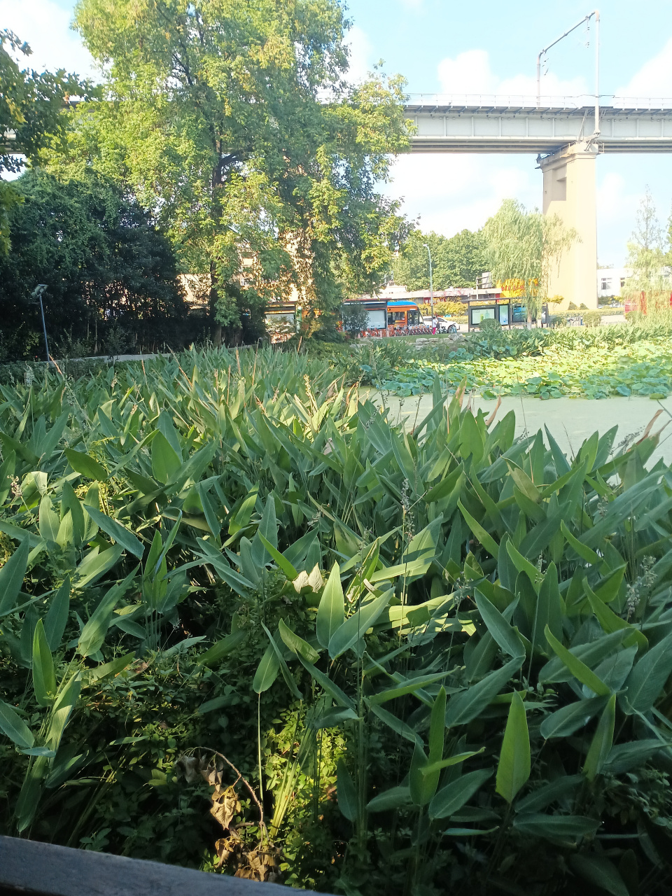 南堡公园的风景池塘荷叶很多.