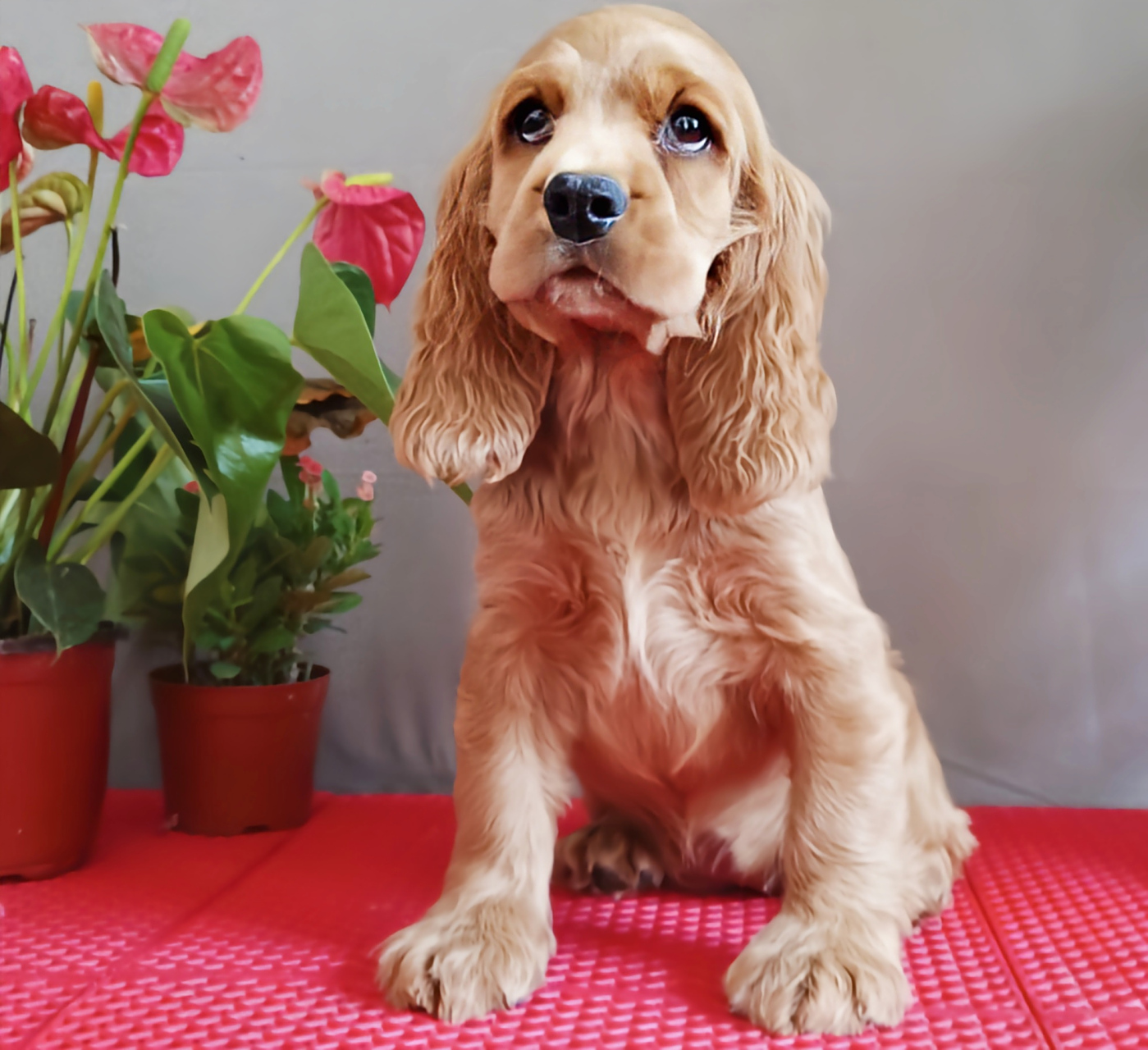 金秋图文动态创作节# 每天认识一种动物——美国可卡犬 美国可卡犬是 