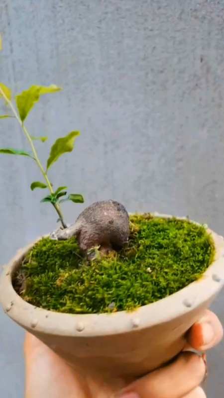 坨坨虽小也会挂果,灌木金弹小品,人见人爱的盆景-度小视