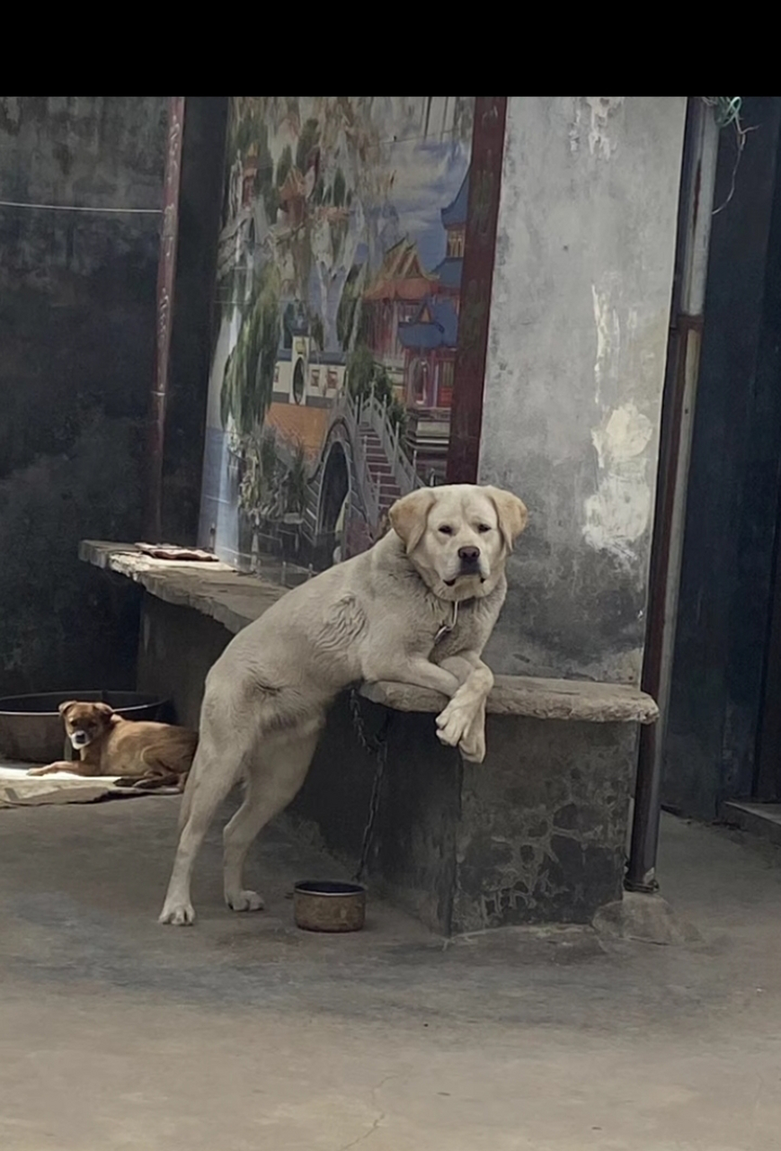 小狗累很了,在村口歇着呢