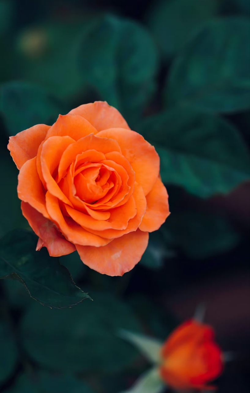 橙色宝石月季,一花一世界,一叶一如来.一念一清净,心是莲花开.