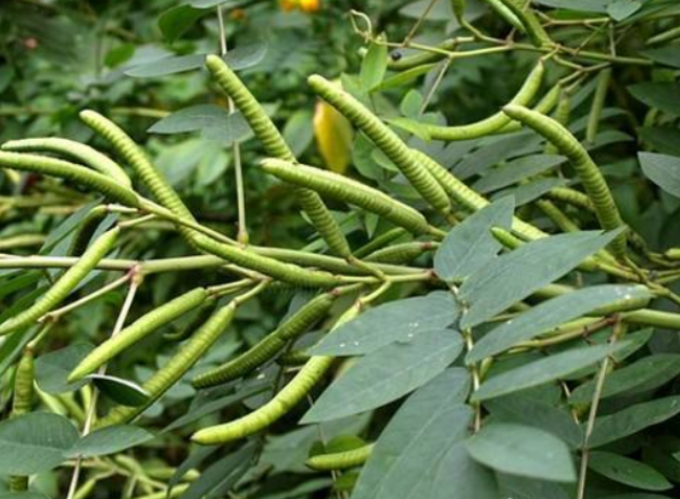 蛇最怕的十种植物?