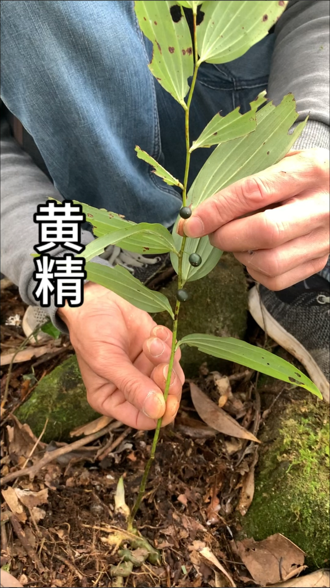 难得一见的深山黄精
