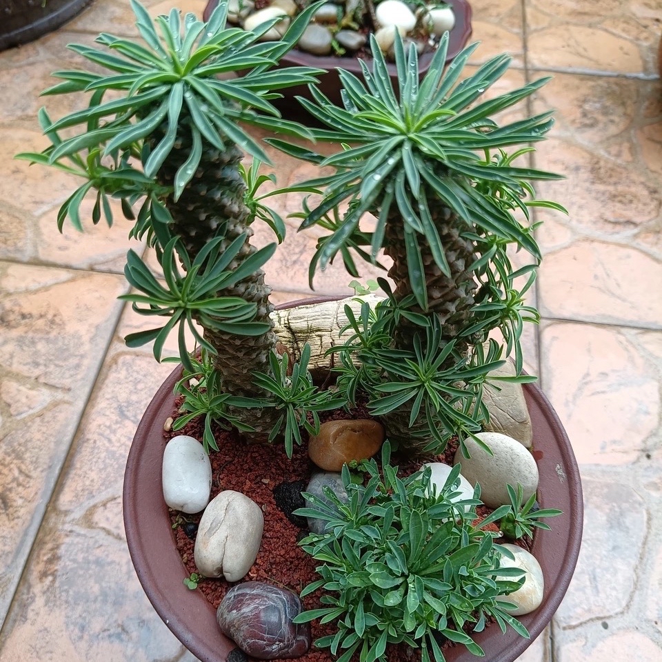 长得很像菠萝的多肉叫铁甲麒麟,皮实好养不贪光,适合养在阳台上