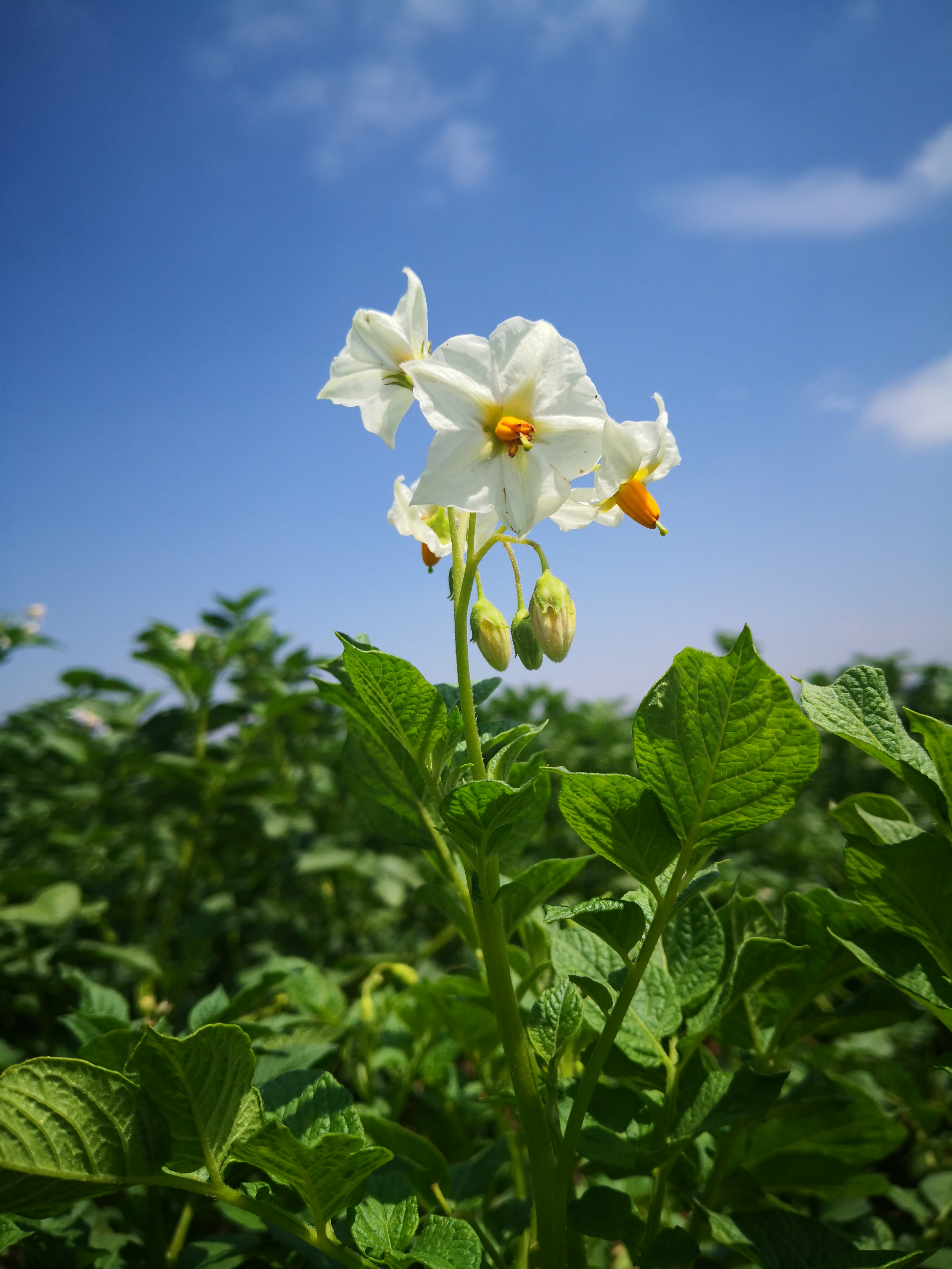 洋芋花图片大全图片