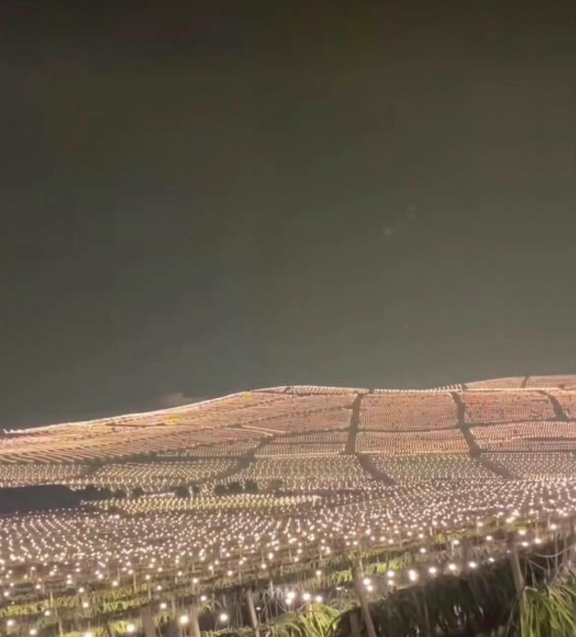 夜晚的火龙果田可真美啊