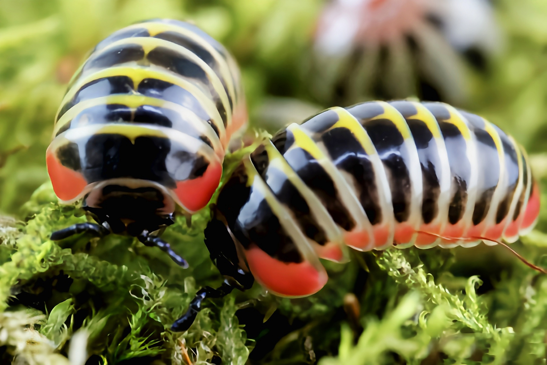 每天认识一种动物——糖果红球马陆 糖果红球马陆别名红球马陆,原产于