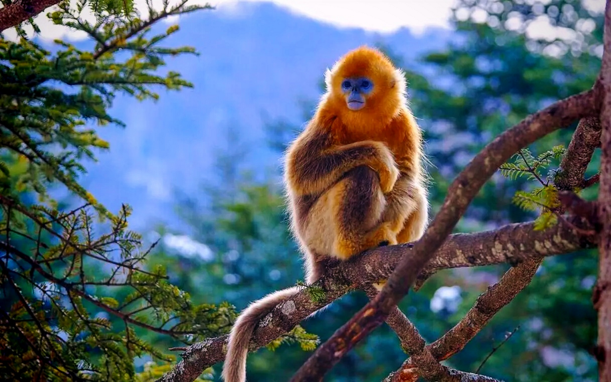 世界上一种非常奇特的生物:金丝猴  在自然界中,动物从海洋中最早