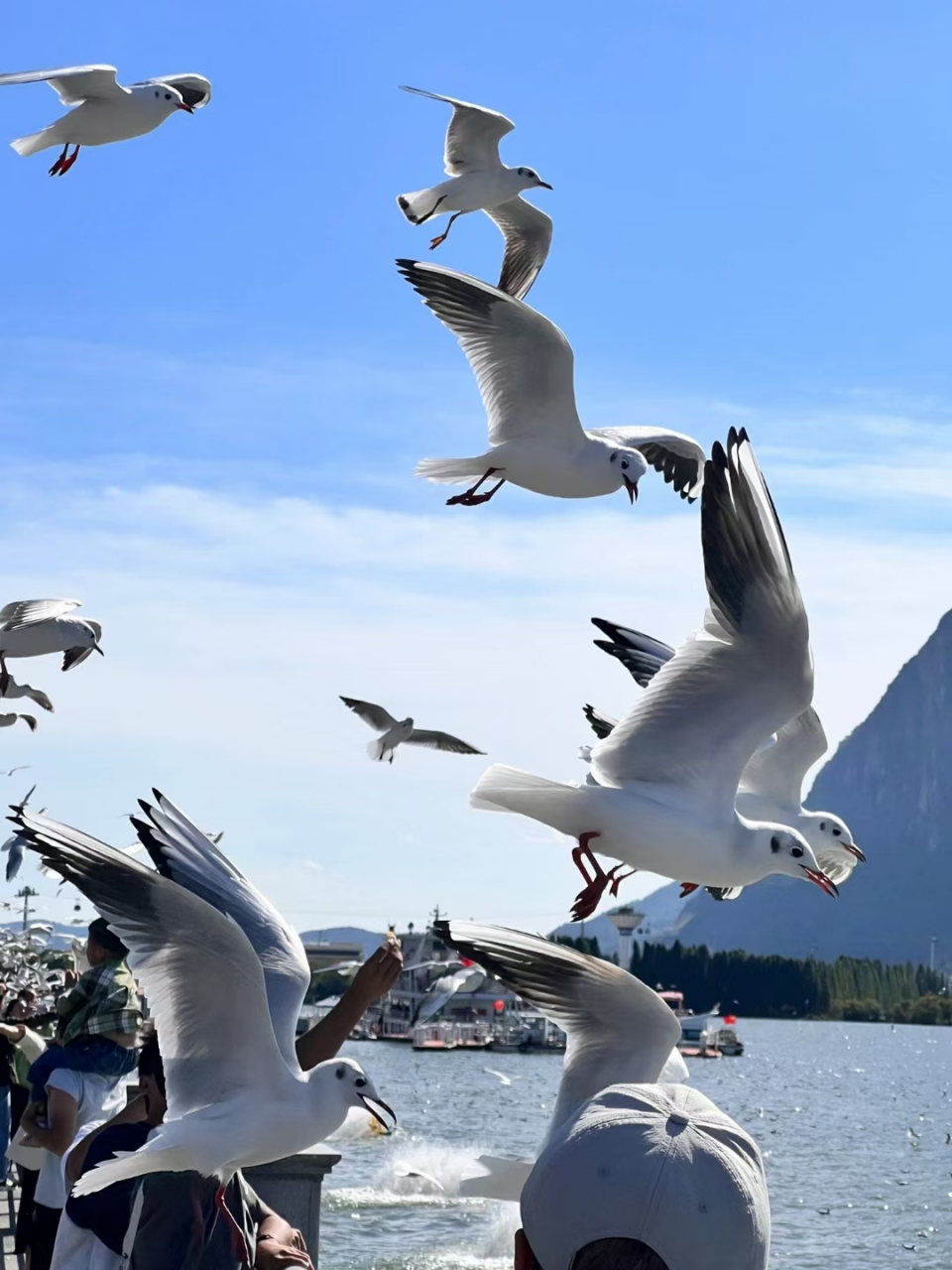 一封来自西伯利亚的蓝色情书,大理已经到了最美的季节,海鸥飞翔在蓝天