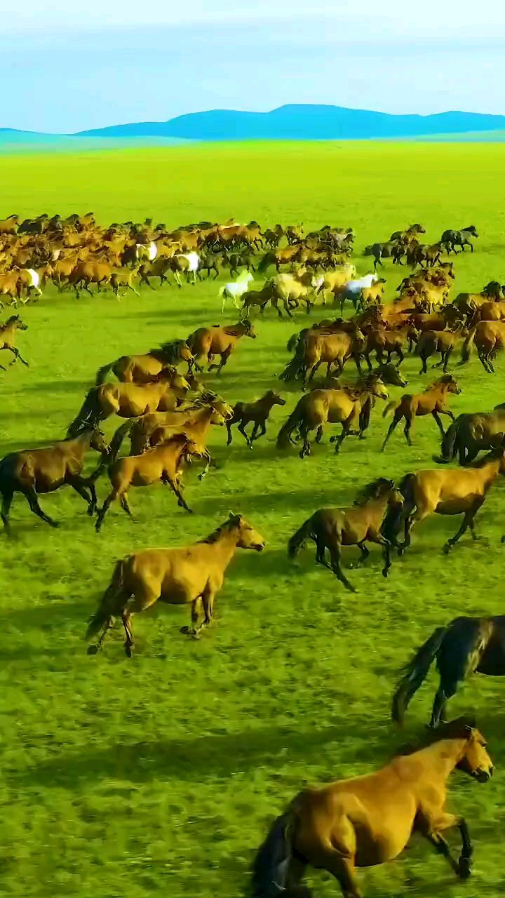 在大草原上骑着飞驰的骏马这是我儿时的梦想-度小视