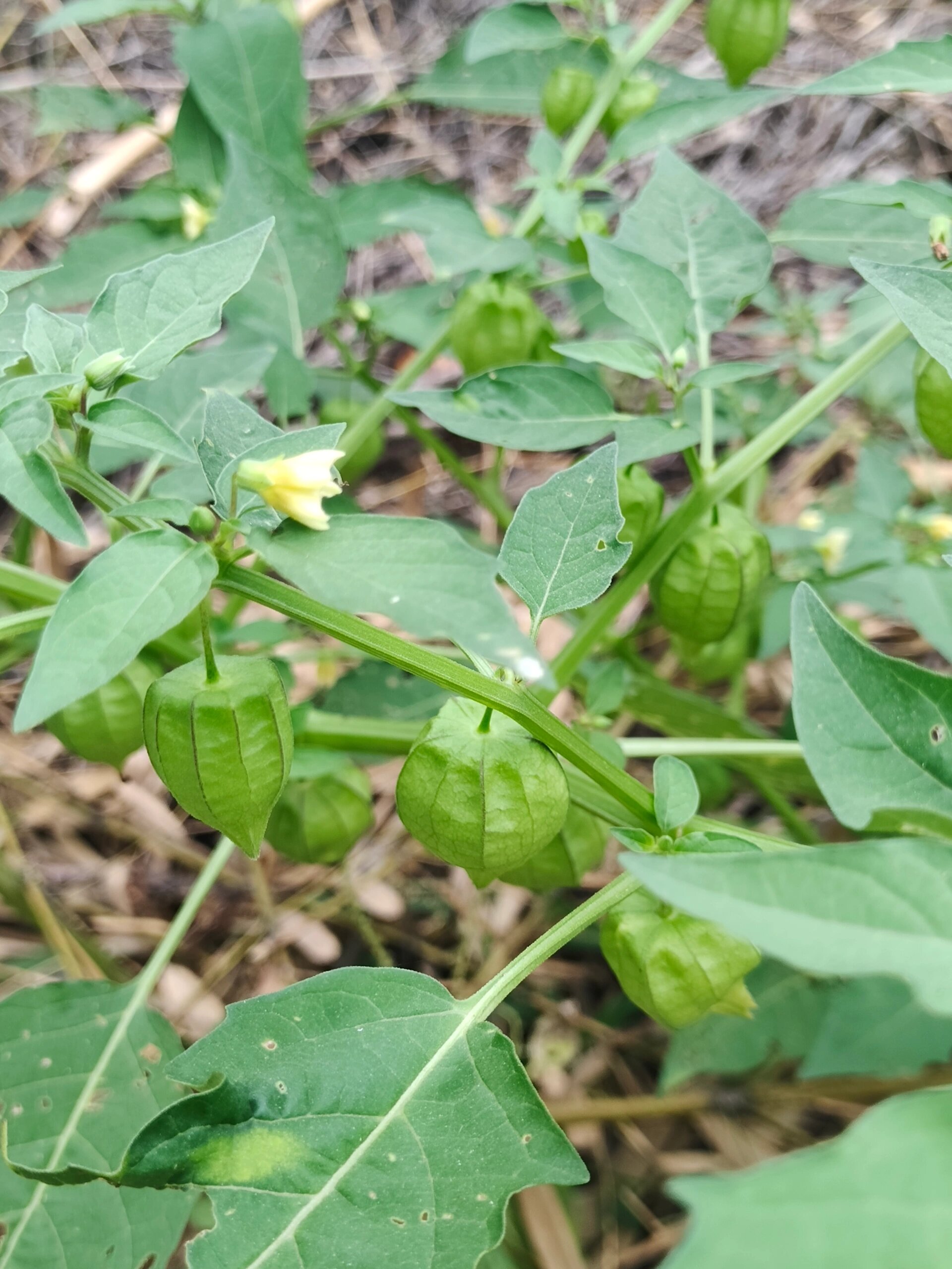 挂满灯笼的植物 灯笼草