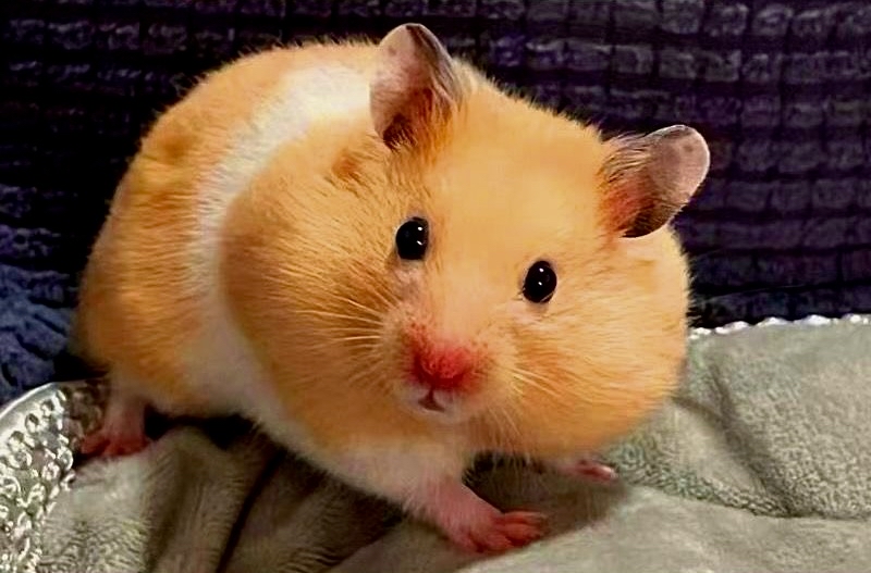 仓鼠品种大百科,你了解多少种可爱的仓鼠呢?