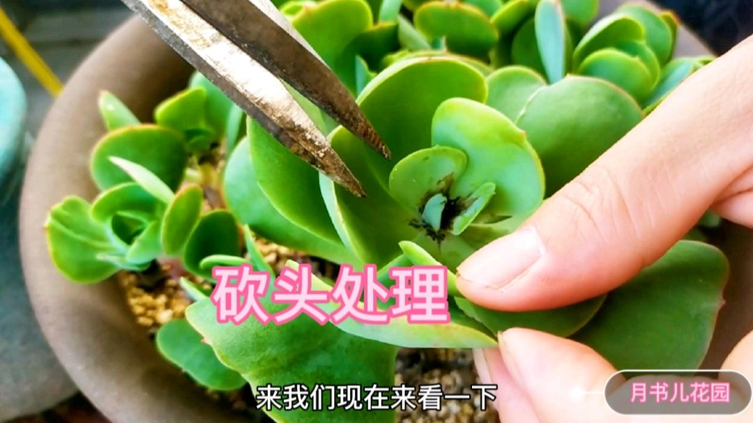 多肉出现这种情况,如何给多肉砍头?在这个位置下手,简单明了