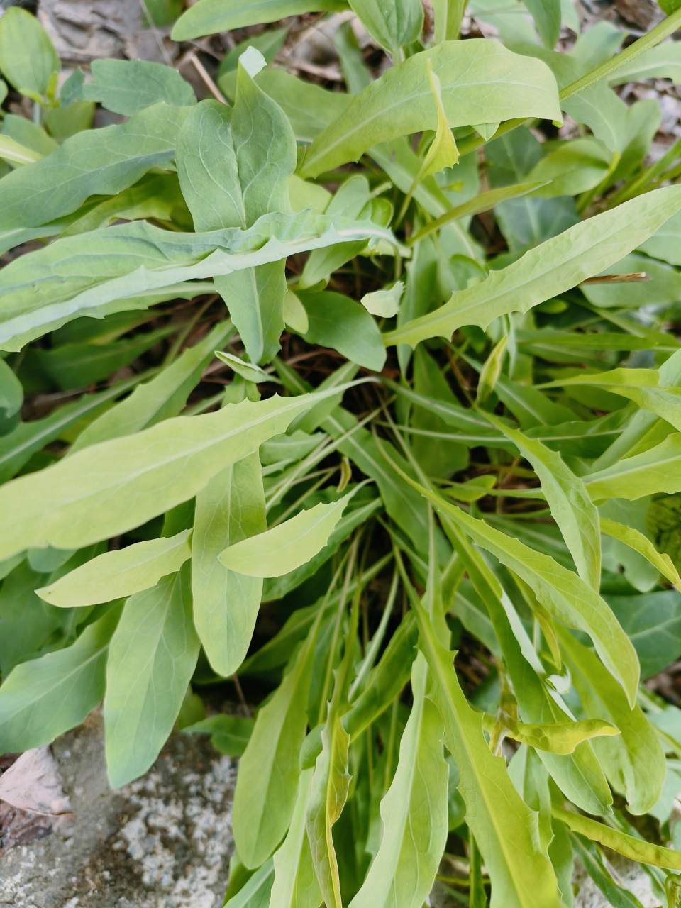 我们农村都叫它苦麻子.可作为野菜食用.可清热解毒.但只能偶尔使用.