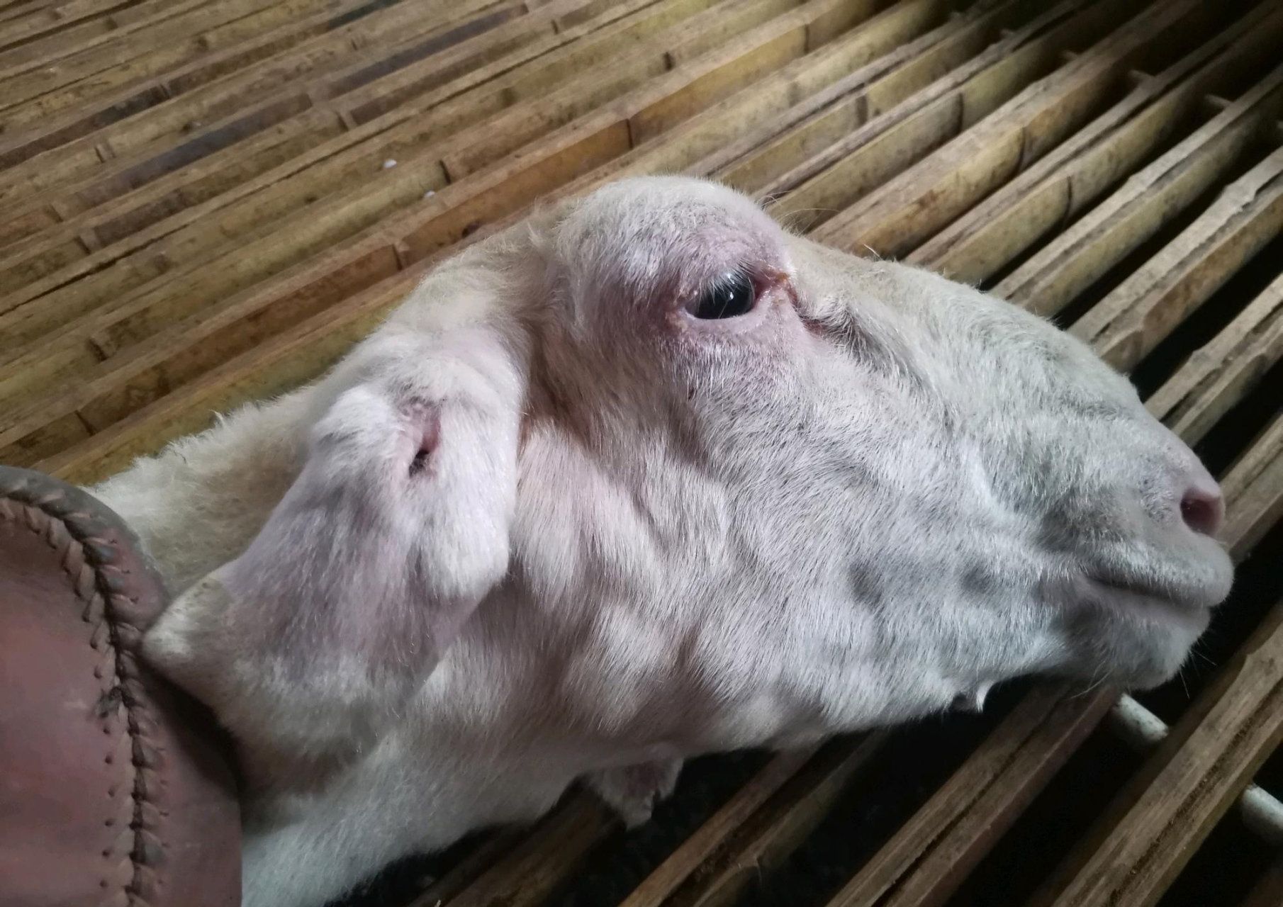 羊场常见的3种病让你让不胜防,赶紧学习起来