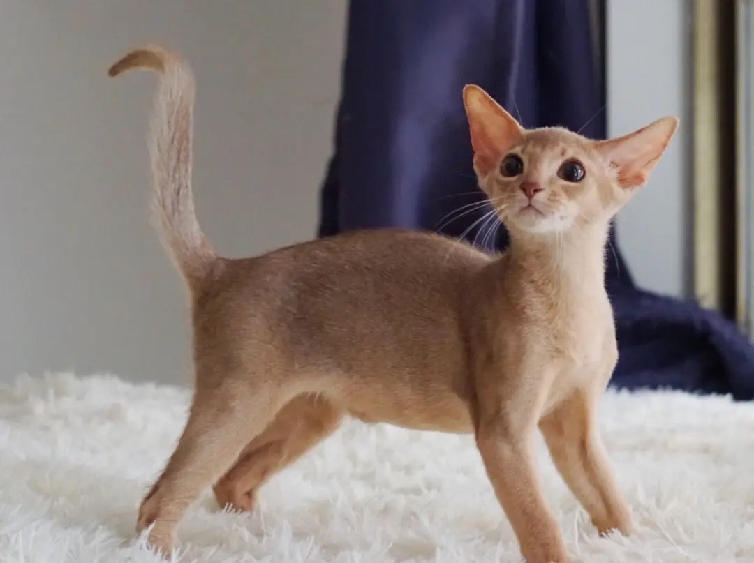 猫咪品种百科:阿比尼西亚猫,最古老的猫咪品种之一