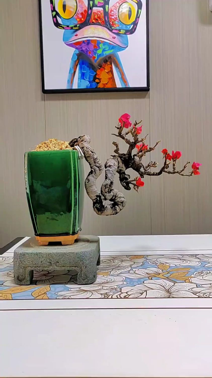 悬崖造型红花三角梅