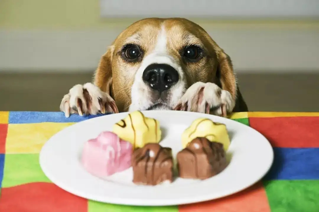 2022年6月13日蚂蚁庄园答案：巧克力能喂给狗狗吃吗？