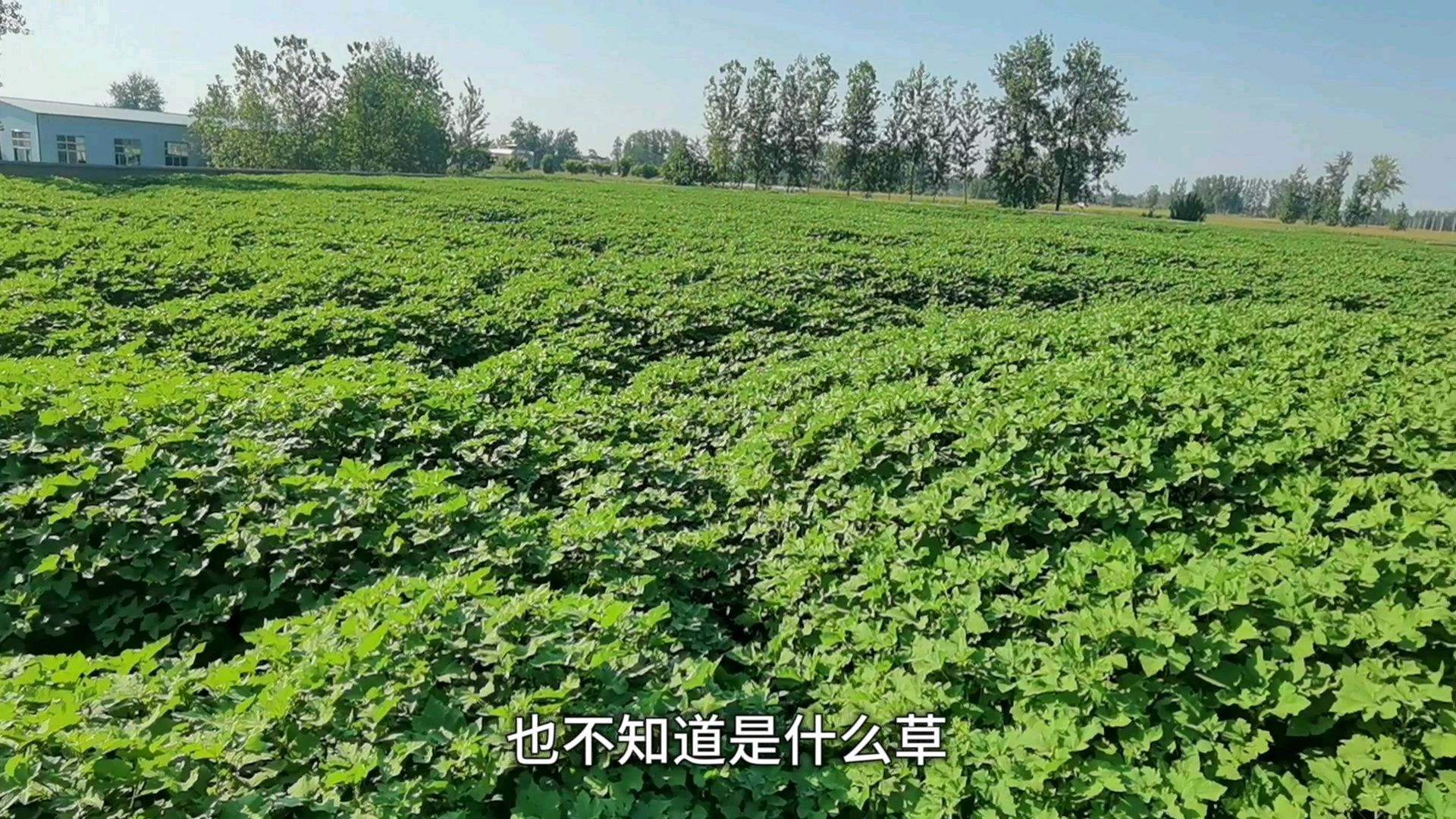 农民把三十亩地全部种草,没人知道他种的什么草,还让农户来放羊