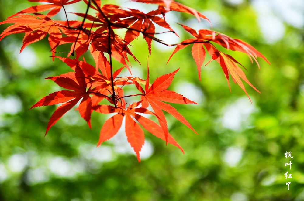 七絕.深秋楓葉詩二十八首|不把秋霜夜裡藏,漫山添色著紅裝