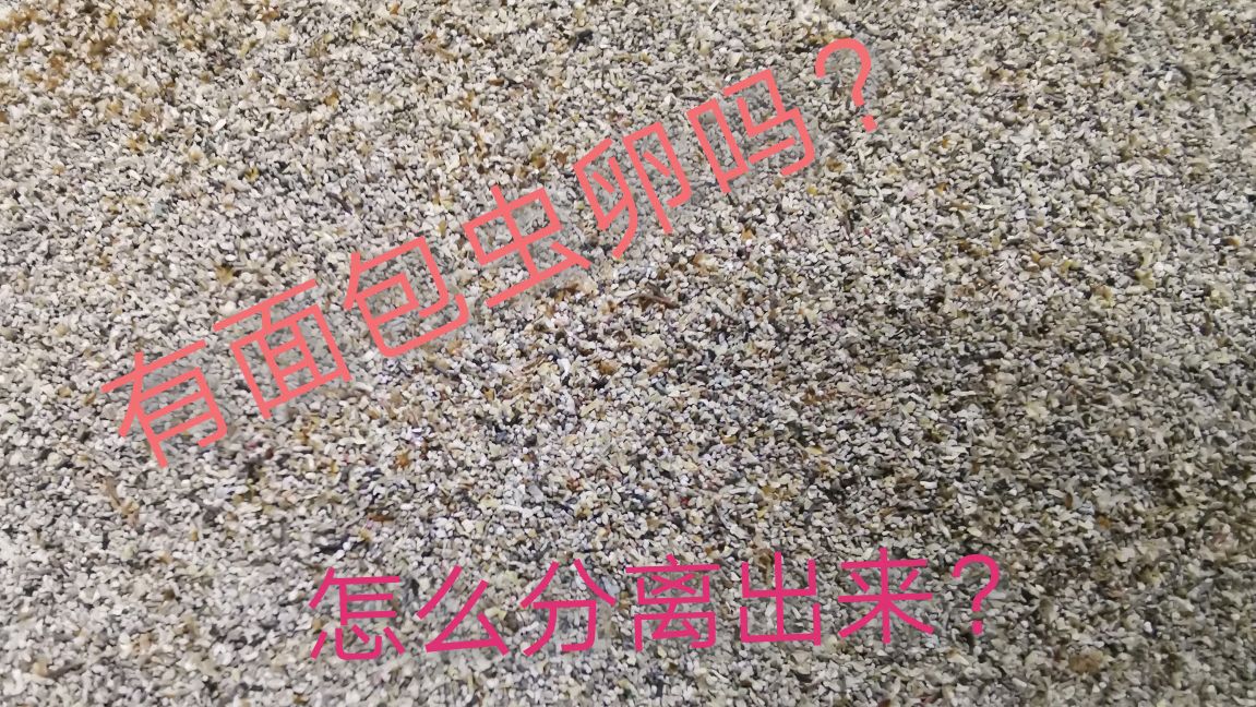 第41天,面包虫卵和便便混在一起,怎么分离出来