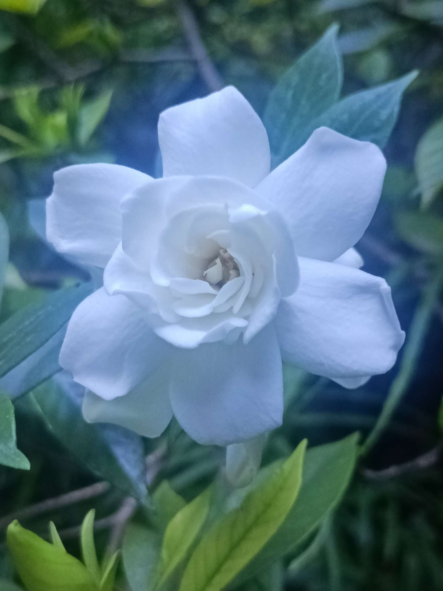 「美图欣赏」又见栀子花儿开放,芬芳花瓣纯洁美丽!