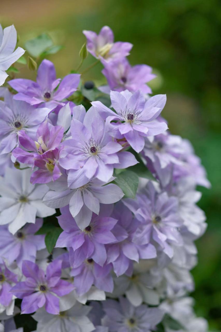 铁线莲"倒影",是铁线莲中的颜值霸主,它的美随便一拍就可以封神的存在