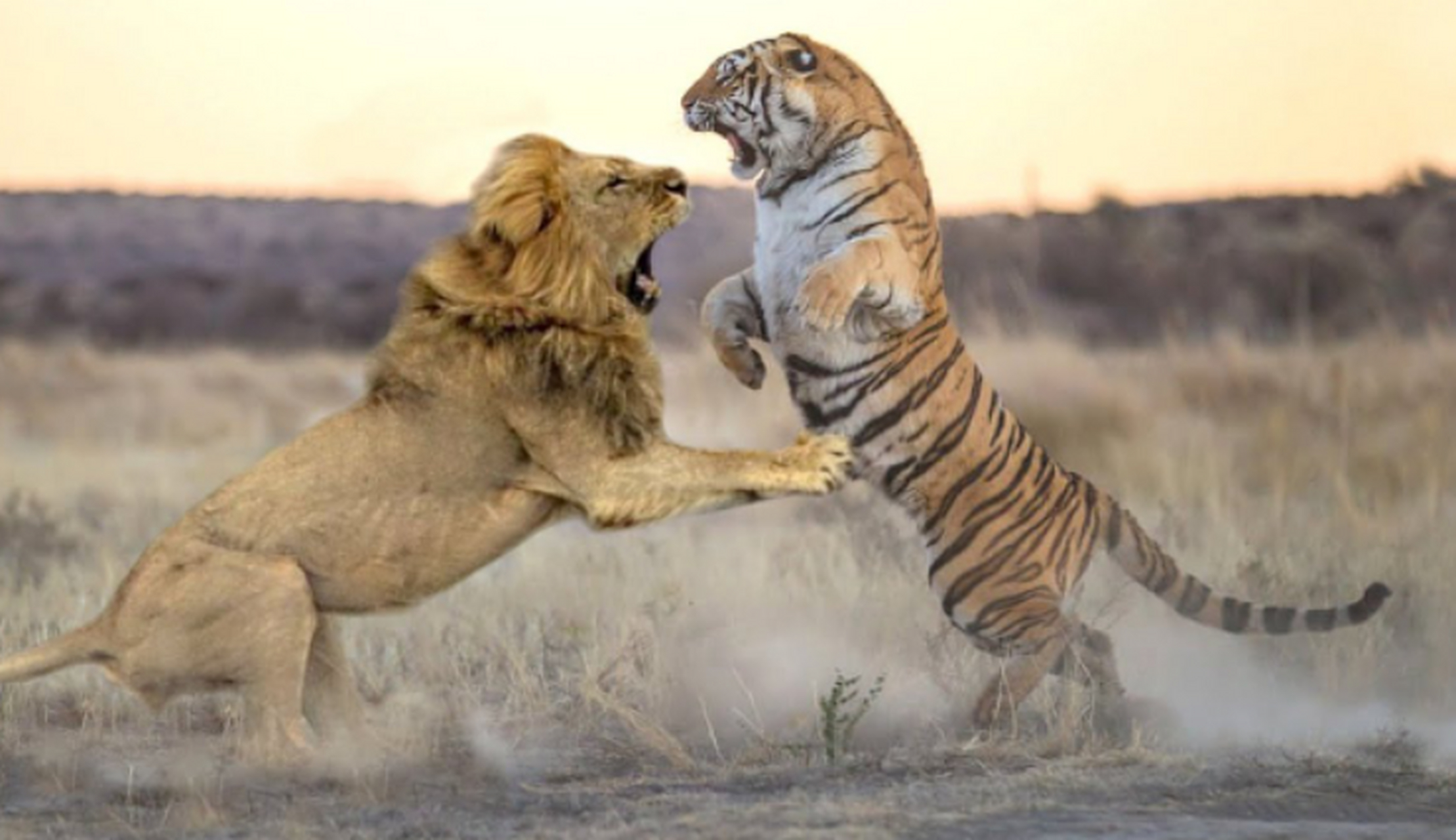狮子和老虎在野外想遇,并打一架,谁会成为胜利者呢?
