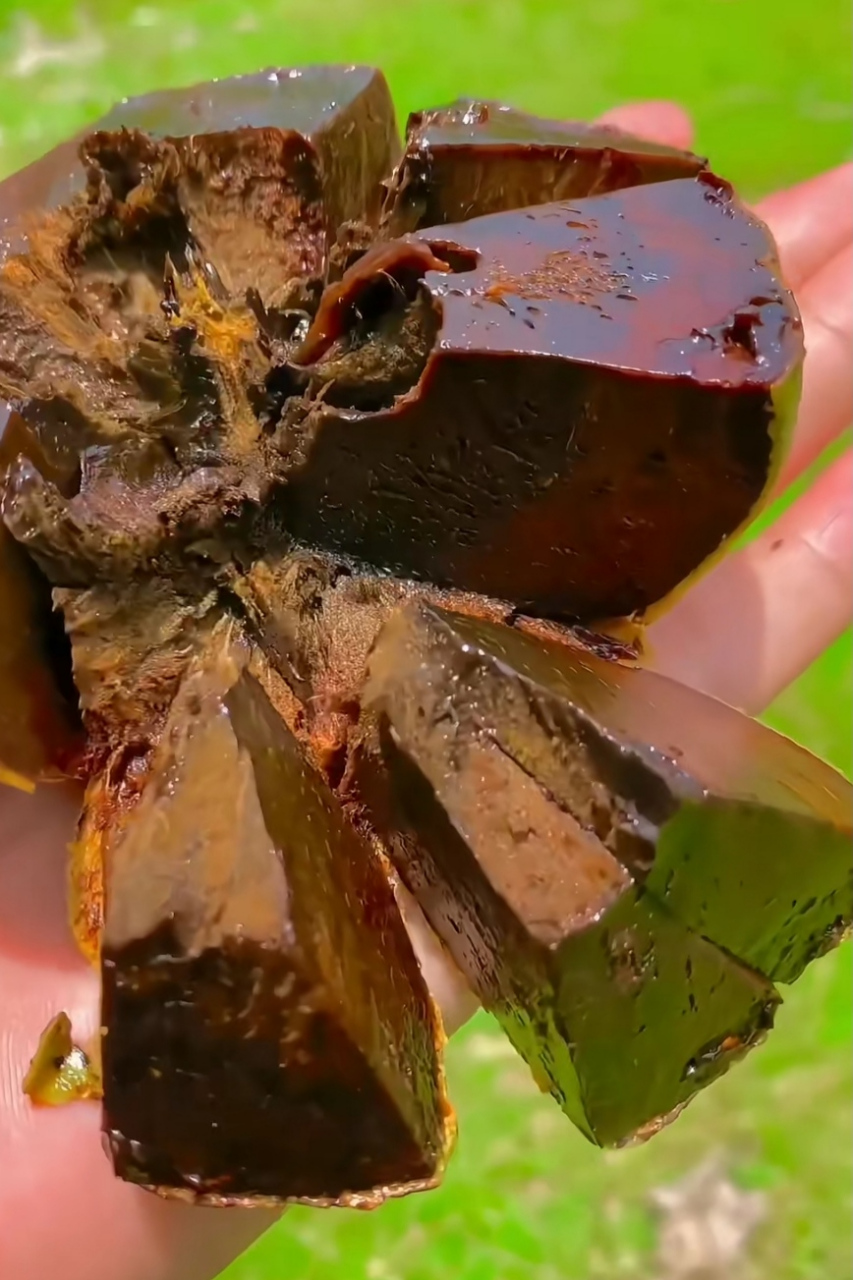 新品种巧克力柿子,看到你会买吗?