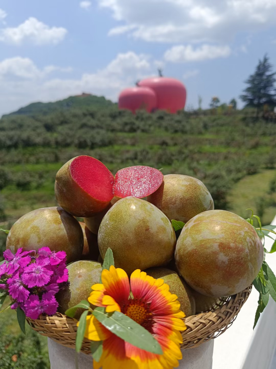 时令水果,绿皮红心味帝李子,李子里面帝王味道,天花板级别的口感,绿皮