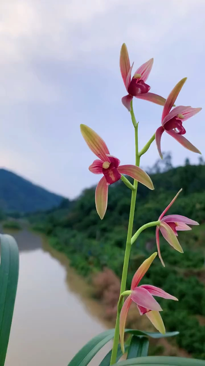 建兰仙山红特点图片