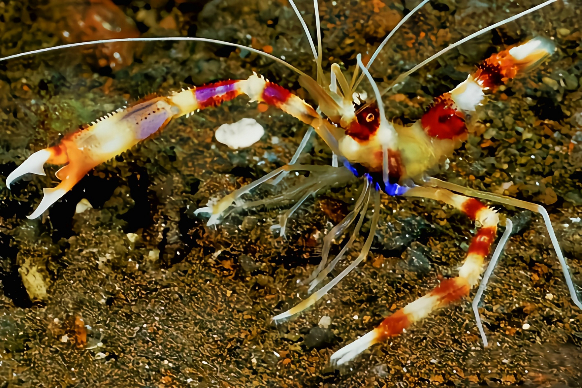 每天认识一种动物——美人虾 美人虾别名樱花虾,条纹清洁虾,原产于