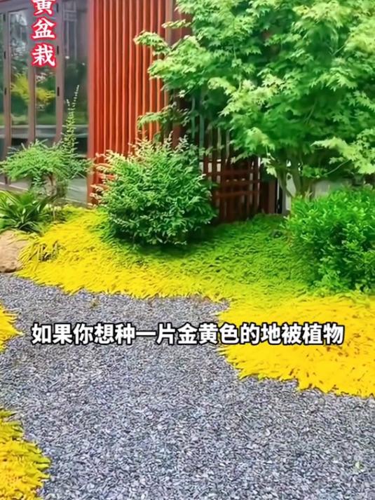 金叶过路黄,耐热耐寒,生命力顽强,好打理!