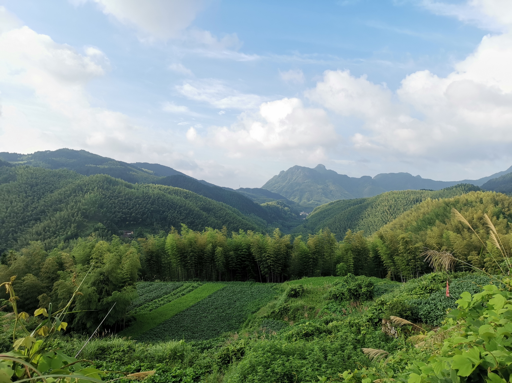 美丽的遂昌高坪茶树坪村的梯田