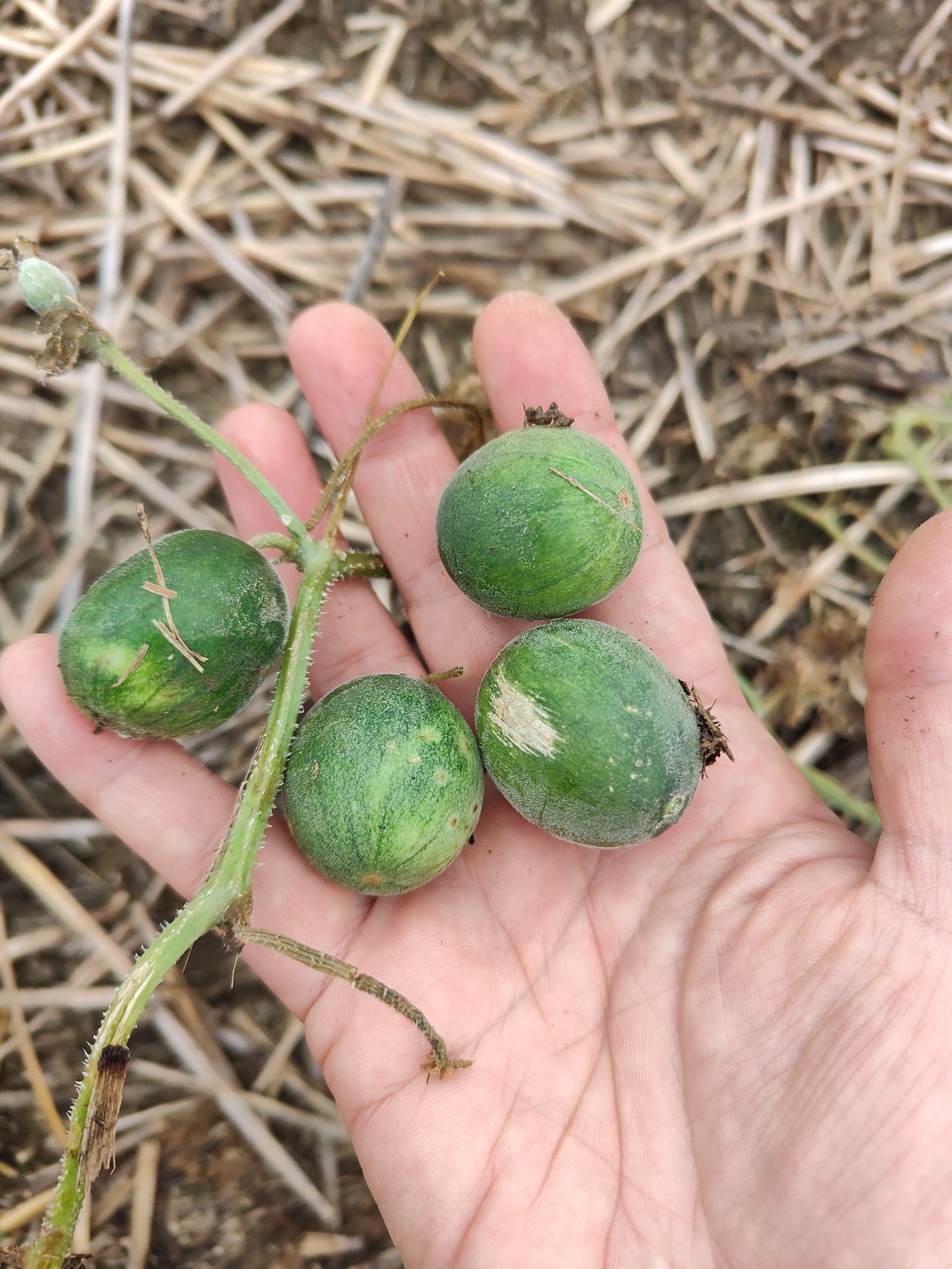 今天跟着父母去玉米地里干活,看到了这个迷你版的小西瓜,一根藤上密密