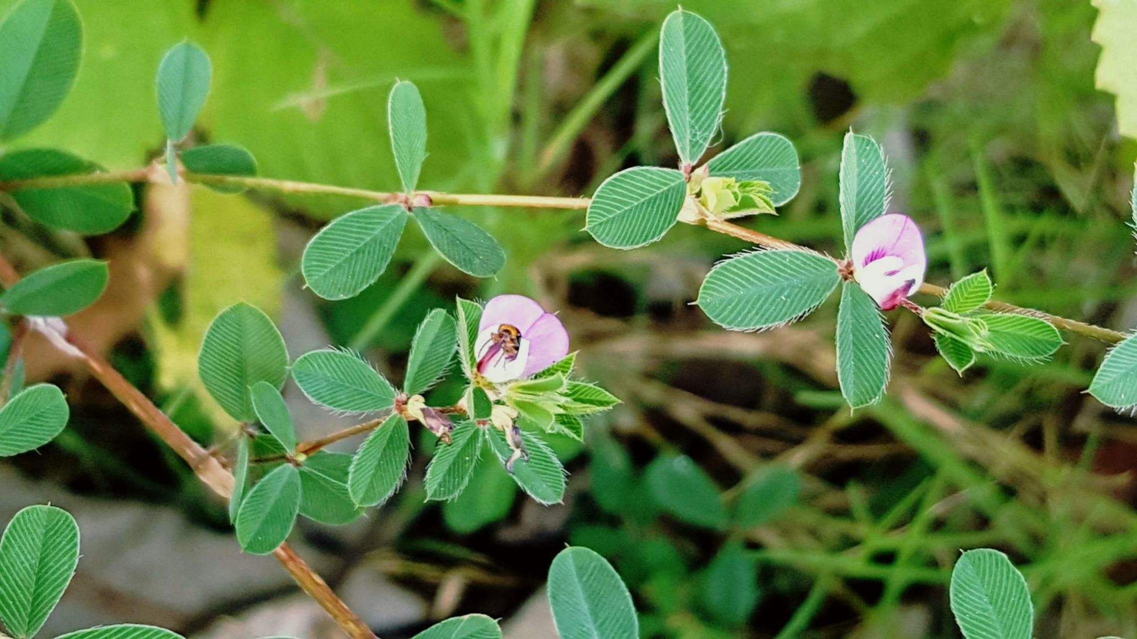 我的窗台长满了鸡眼草. 花儿小小的, 紫红色,叶片很美,有纹路.