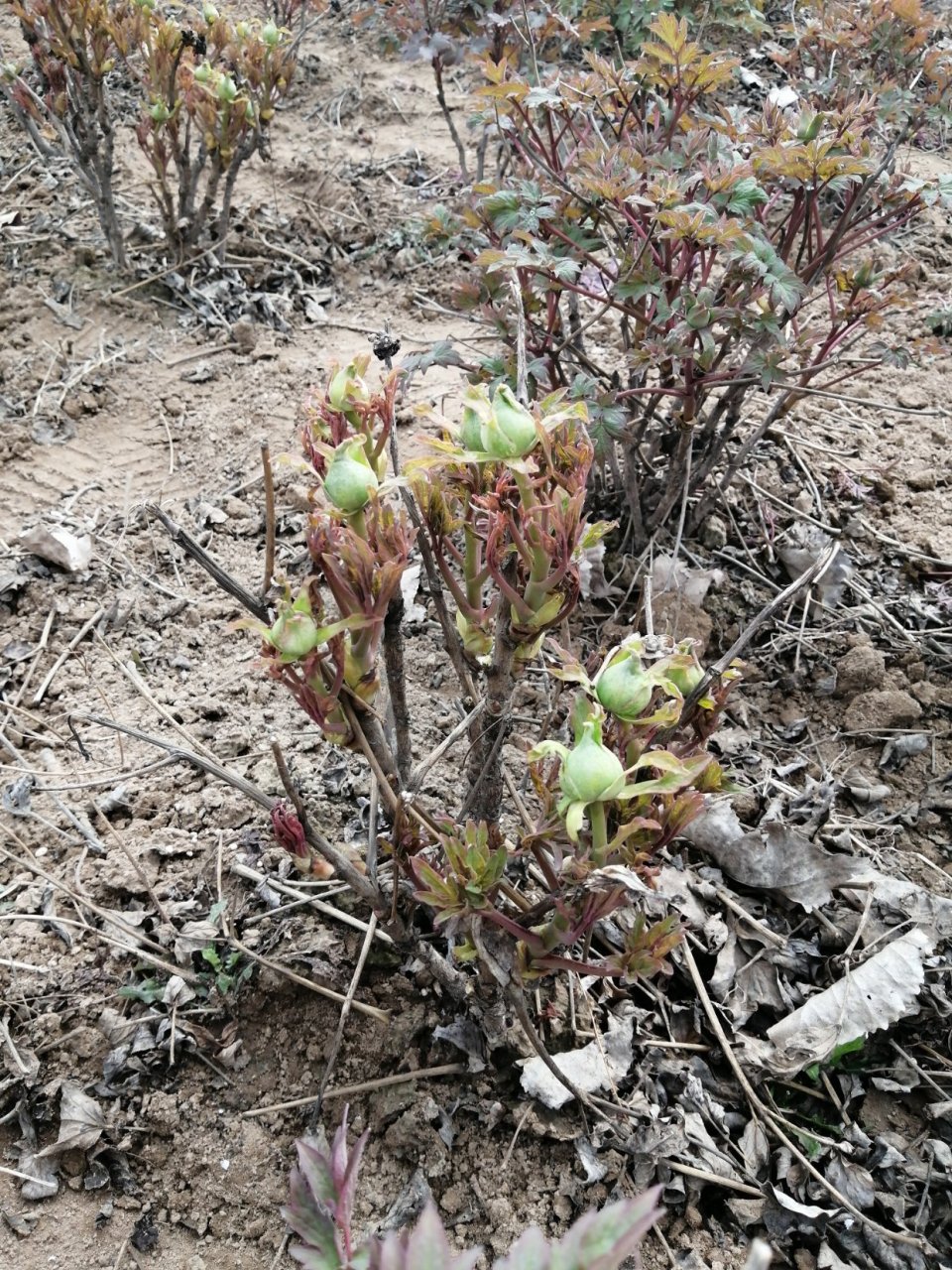雪塔,株型偏矮,适合带土球,盆栽或地栽
