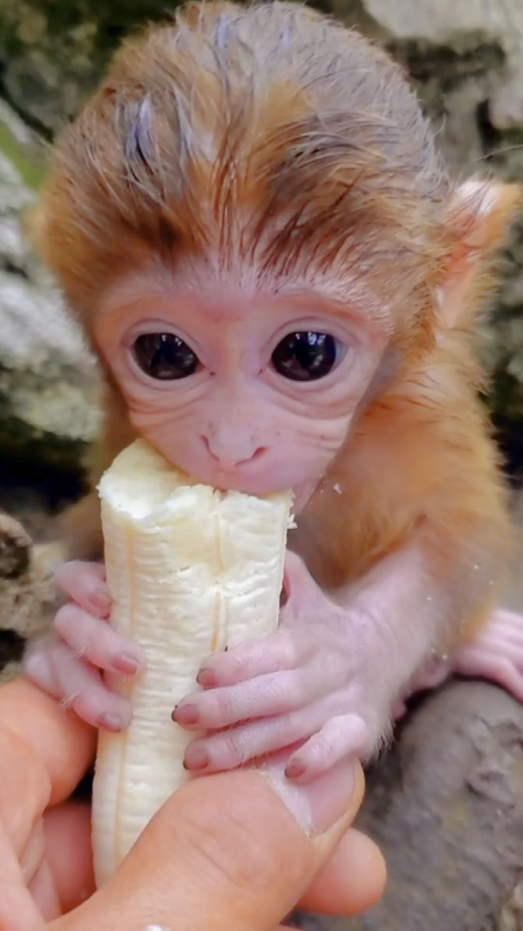 小猴宝聚精会神吃香蕉,猴妈妈去哪里了?