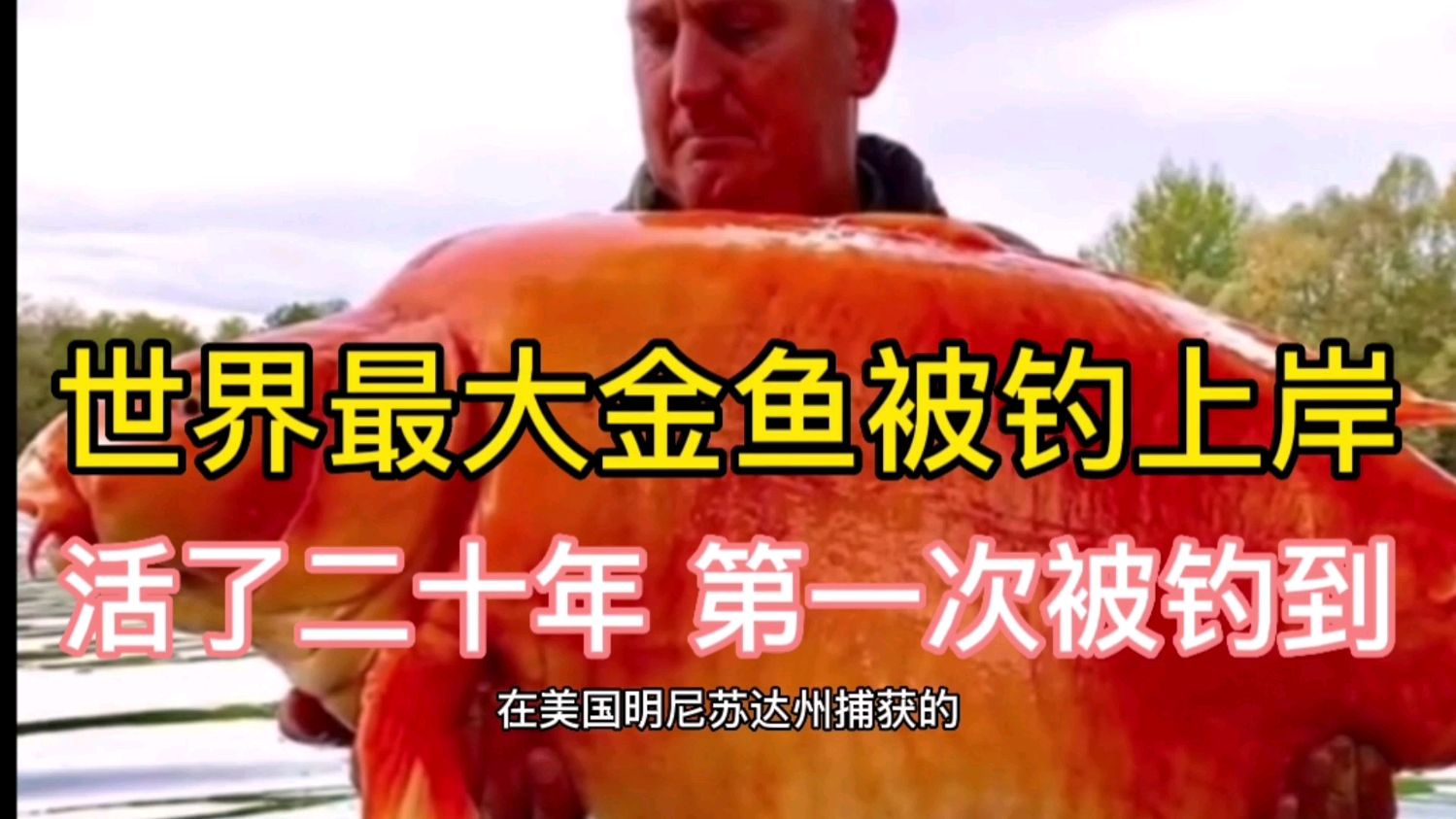 世界最大金鱼被钓上岸,已经活了二十年,第一次被钓到