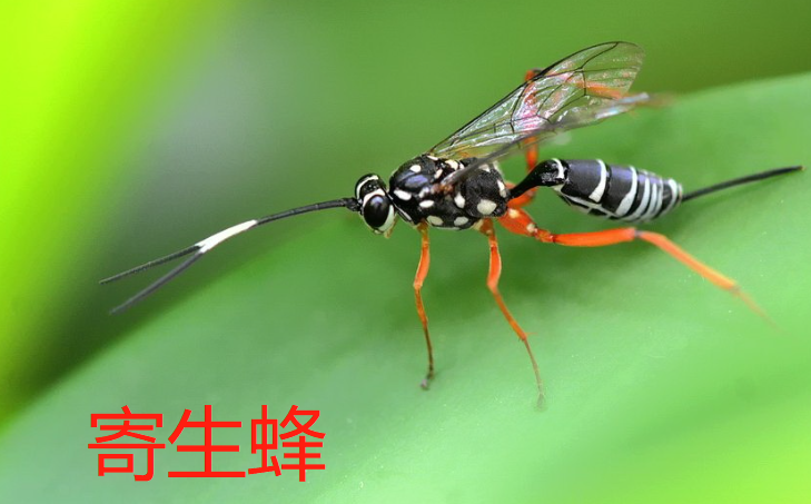 蜜蜂是害虫还是益虫？ 杀死蜜蜂的最佳办法