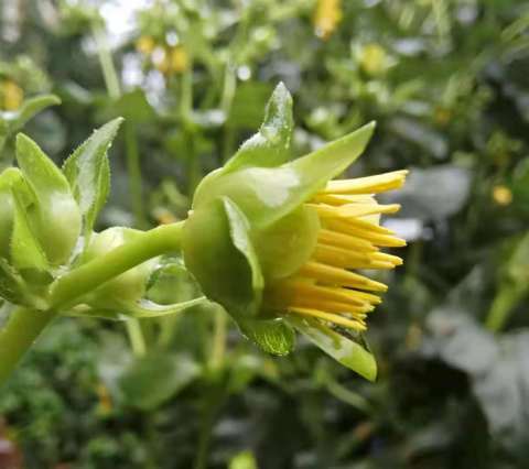 药食同源的大叶蛋白菊