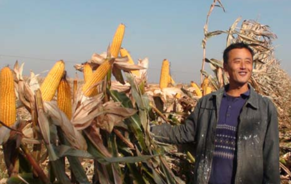 龙高l2玉米种子适合哪些地区种植