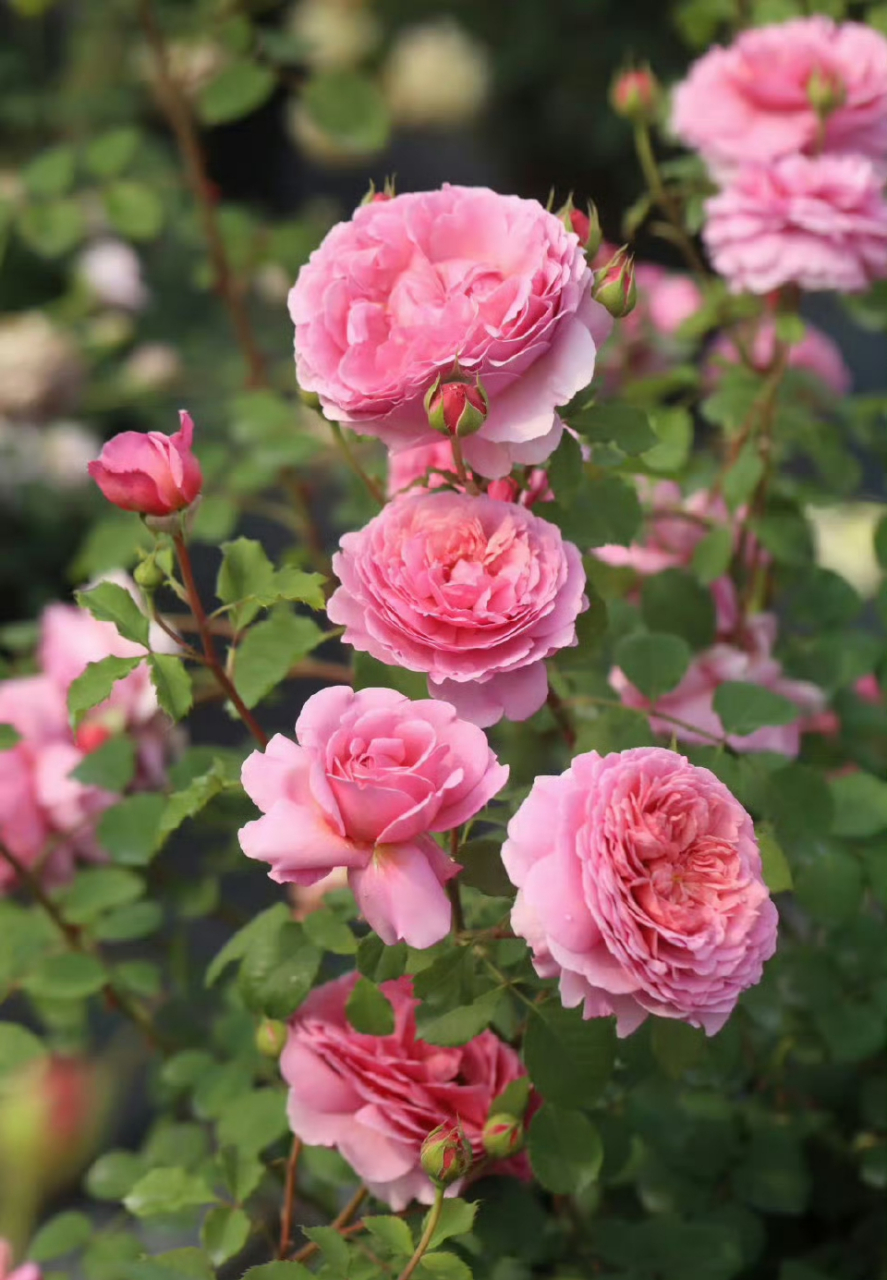 公主请看花~月季中的小公主们你们种过哪几种?#百度创作灵感中心