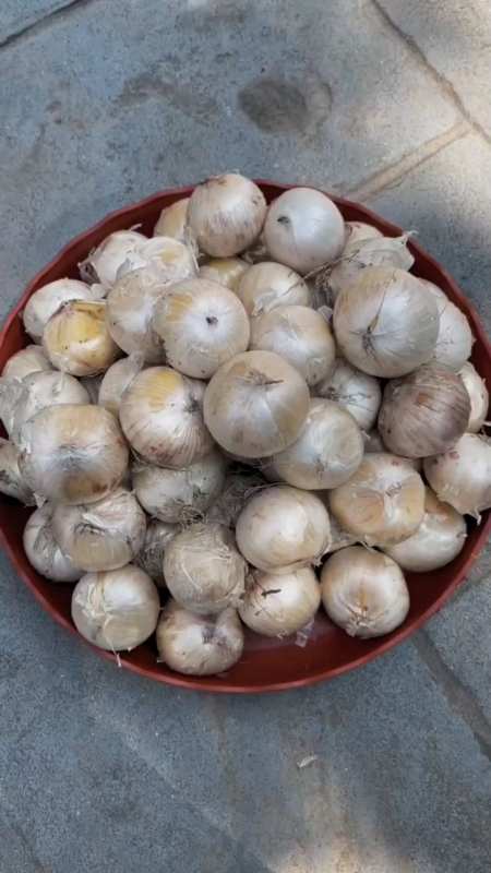 这个大花葱球,开花就是超大"棒棒糖"-度小视