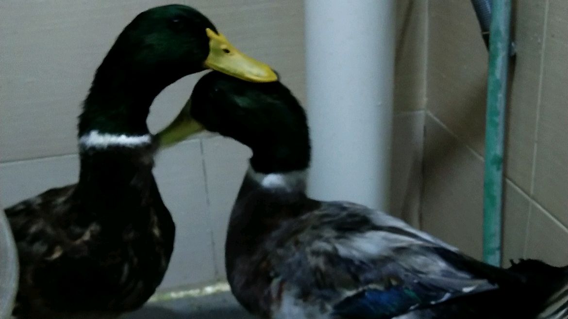 党小厨详细杀鸭过程。想吃美味的鸭肉,却对一只鸭子无从下手?